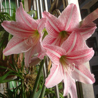 Rainbow Lily Seeds Potted Bonsai Plant Lily Flower Seeds