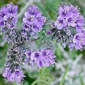 New Rare 100 Phacelia Lacy Phacelia Tanacetifolia Bulk Flower Se