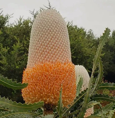 Banksia- Hooker's