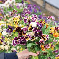 Rococo Frilled Mix – Viola Seed