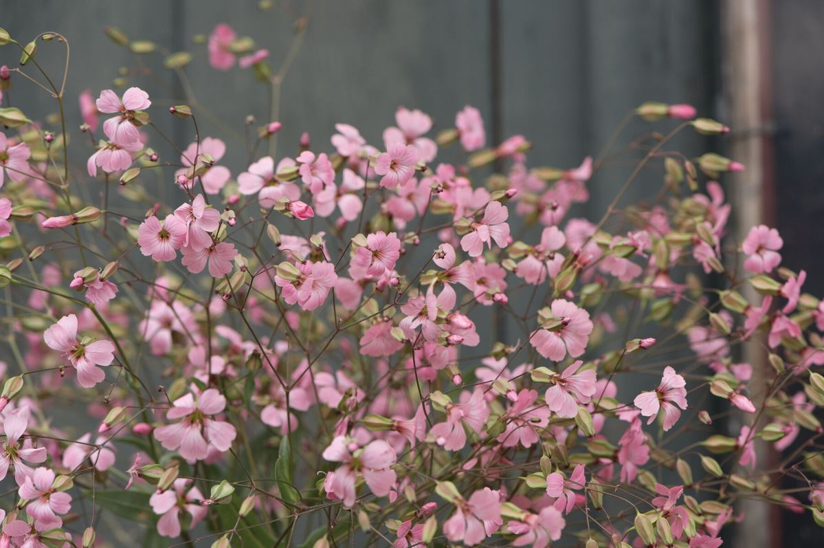 Pink Beauty – Saponaria Seed