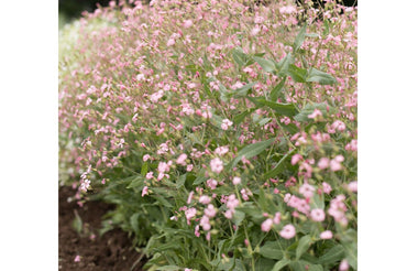 Pink Beauty – Saponaria Seed