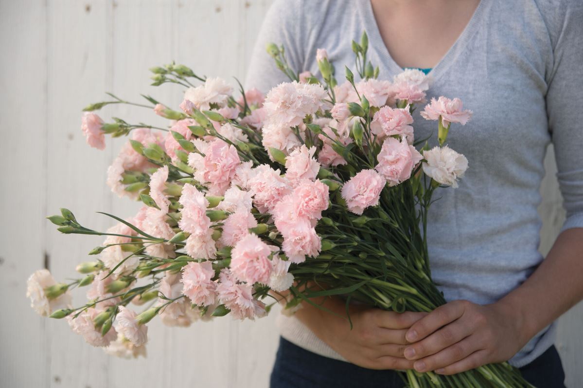 Chabaud La France – Dianthus Seed