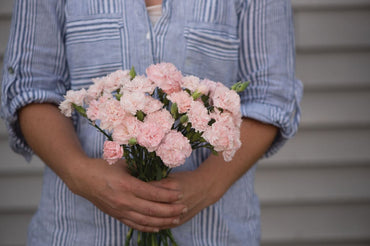 Chabaud La France – Dianthus Seed