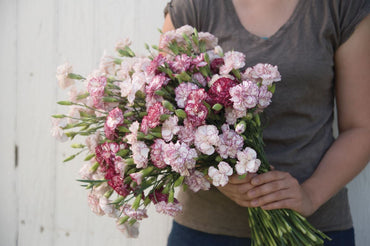 Chabaud Benigna – Dianthus Seed