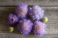 Oxford Blue – Scabiosa Seed