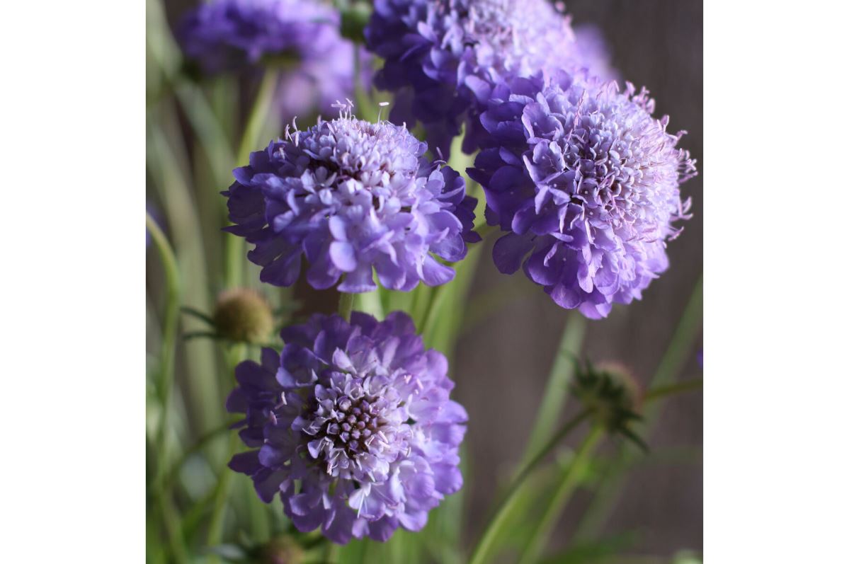 Oxford Blue – Scabiosa Seed