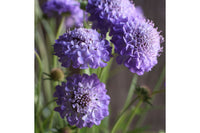 Oxford Blue – Scabiosa Seed