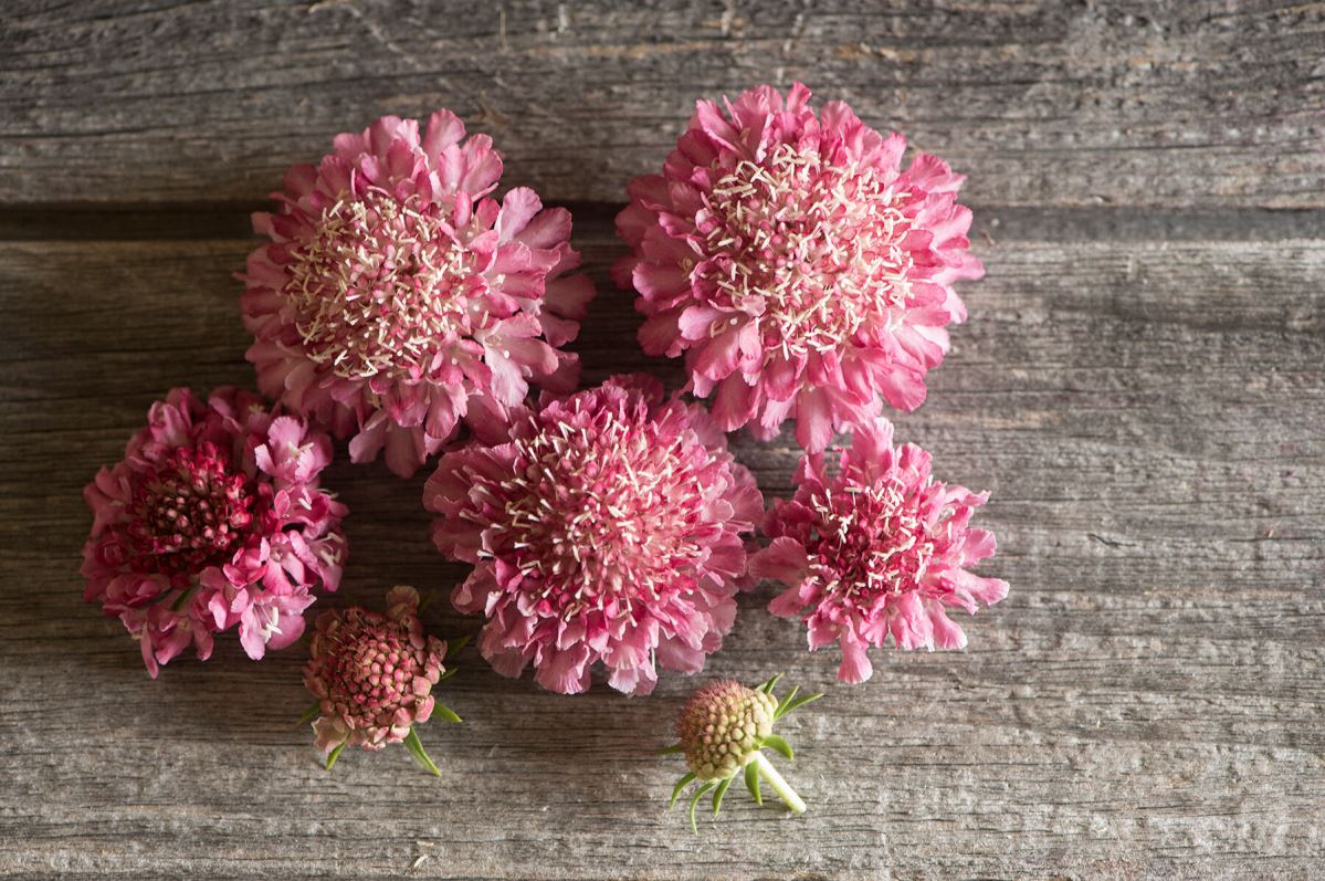 Salmon Rose – Scabiosa Seed