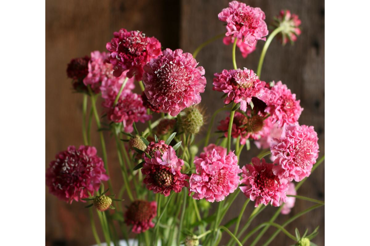 Salmon Rose – Scabiosa Seed