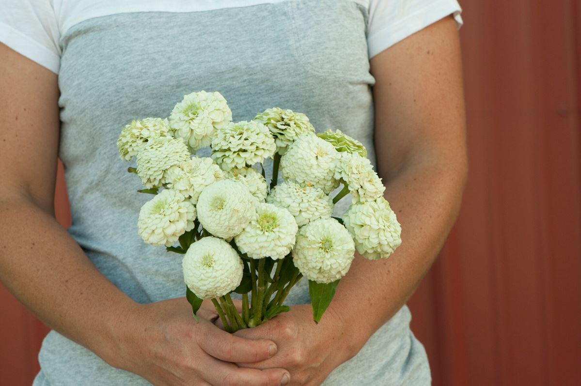 Oklahoma White – Zinnia Seed