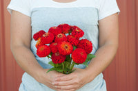 Oklahoma Scarlet – Zinnia Seed