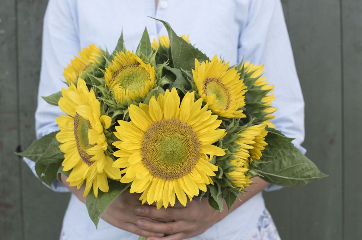 Sunrich Lime – Sunflower Seed