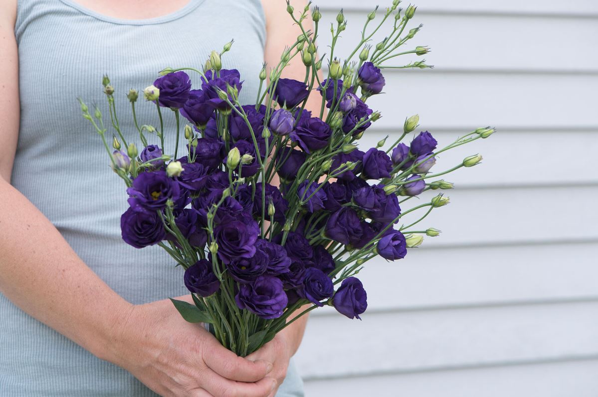 Doublini Blue – Lisianthus Seeds