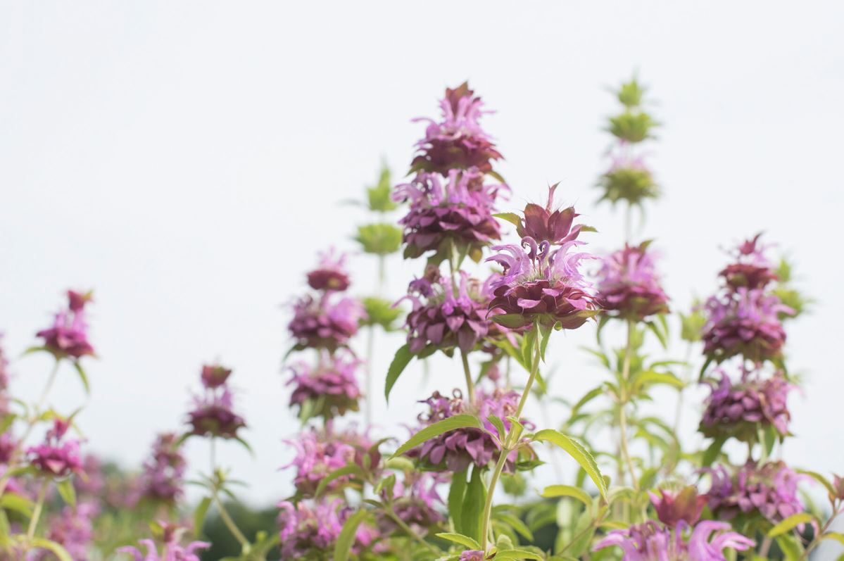 Lemon Mint – Monarda Seed