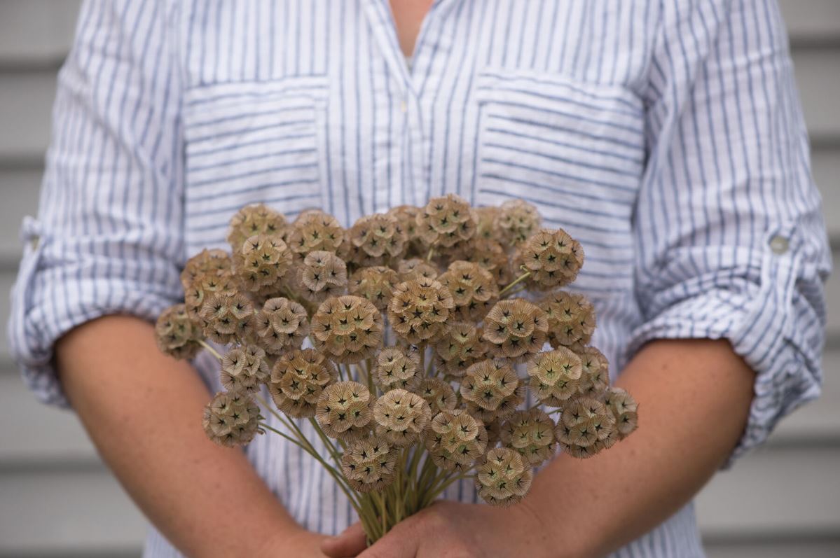 Starflower – Scabiosa Stellata