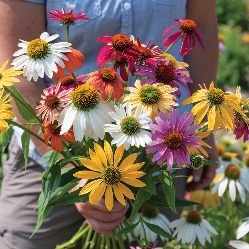 Paradiso Tall Mix – Echinacea Seed