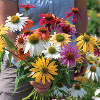 Paradiso Tall Mix – Echinacea Seed