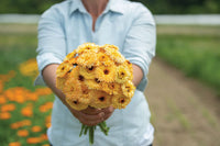 Pacific Apricot Beauty – Calendula Seed