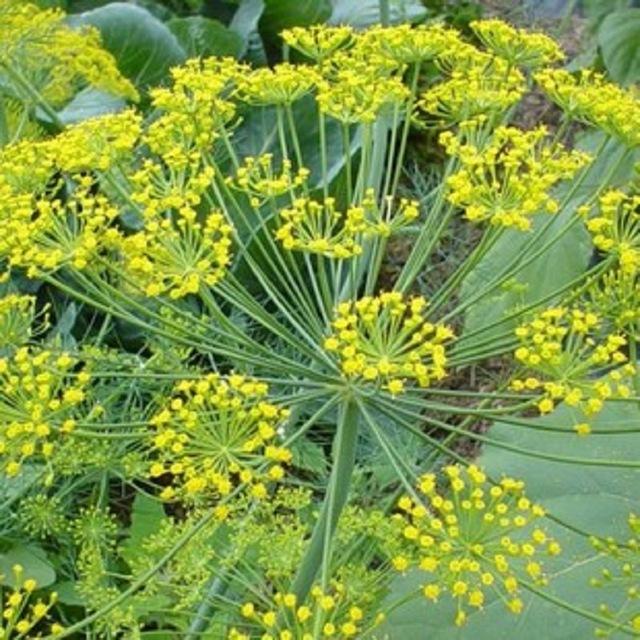 France dill / Fennel / vanilla Seeds / French essential spices