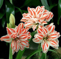 Rainbow Lily Seeds Potted Bonsai Plant Lily Flower Seeds