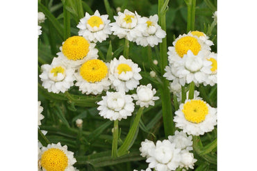 Winged Everlasting – Ammobium Seed