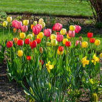 WOW! Perennial Tulip Collection Seeds