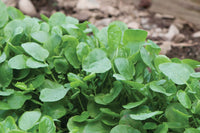 Upland Cress – Green Seed