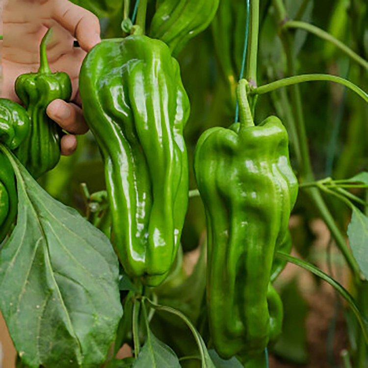 Thin-Skinned Pepper Seeds