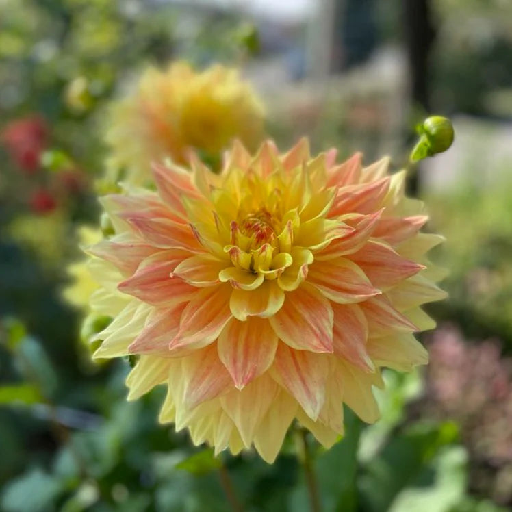 Advance Dahlia