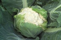 Bishop – Cauliflower Seed