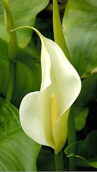 Calla Lily Creamy White Bulbs