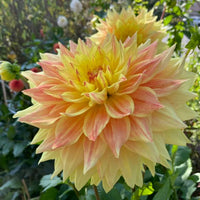 Advance Dahlia