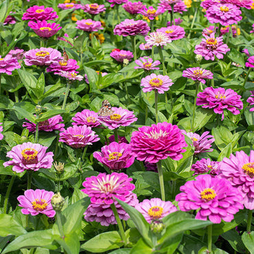 Zinnia- Dream Rosy Lavender