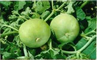 Tinda Vegetable Seeds