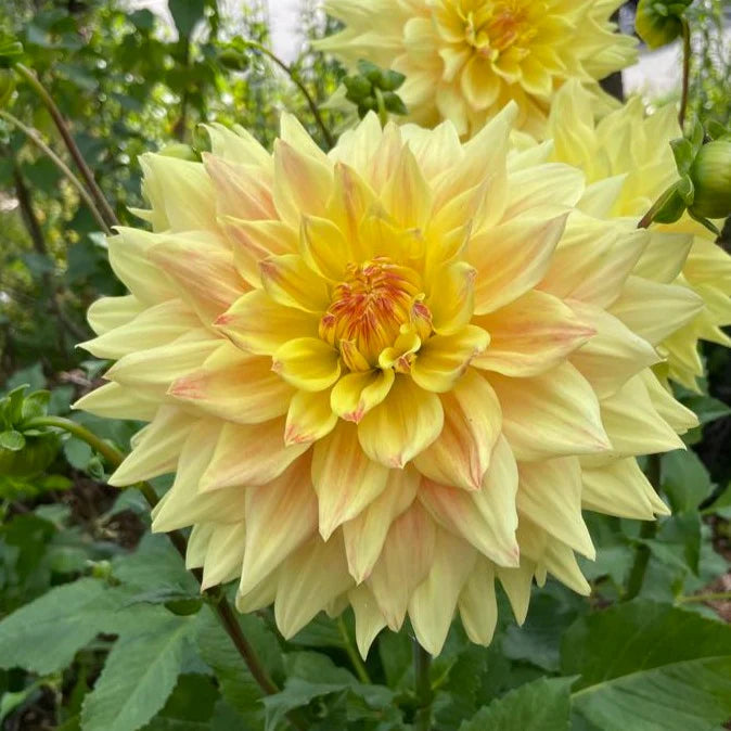 Advance Dahlia