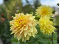 Advance Dahlia