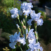 Absolute Treasure Bearded Iris