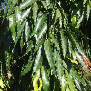 Beautiful Ashok Tree Seeds