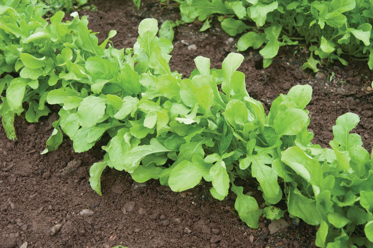 Arugula (Standard) – Vegetable Seed