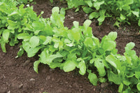 Arugula (Standard) – Vegetable Seed