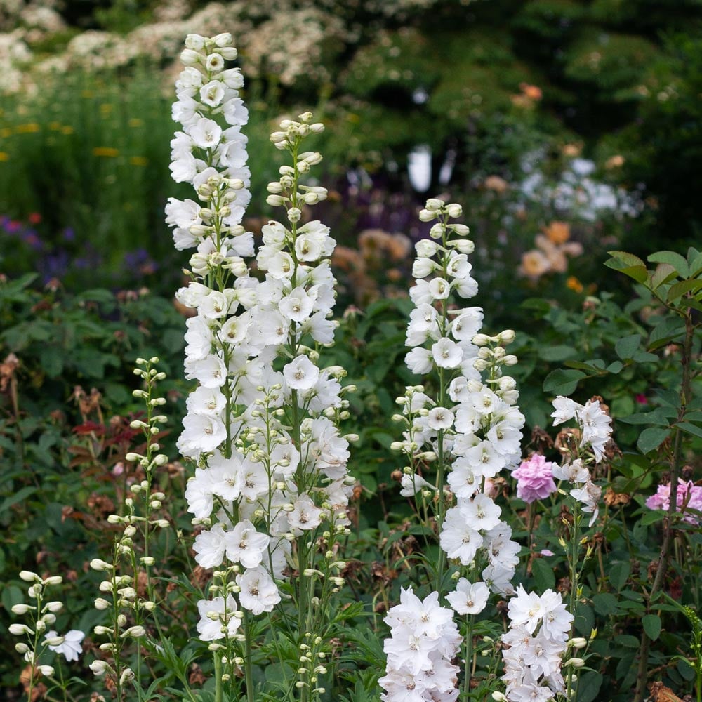 Guardian White – Delphinium Seed