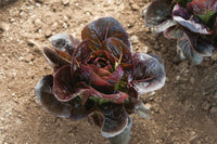 Truchas – Organic Lettuce Seed