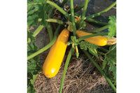 Yellowfin – Organic Zucchini Seeds