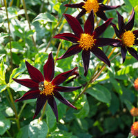 Verrone's Obsidian Dahlia