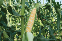 Xtra-Tender 2171 – Organic Corn Seed