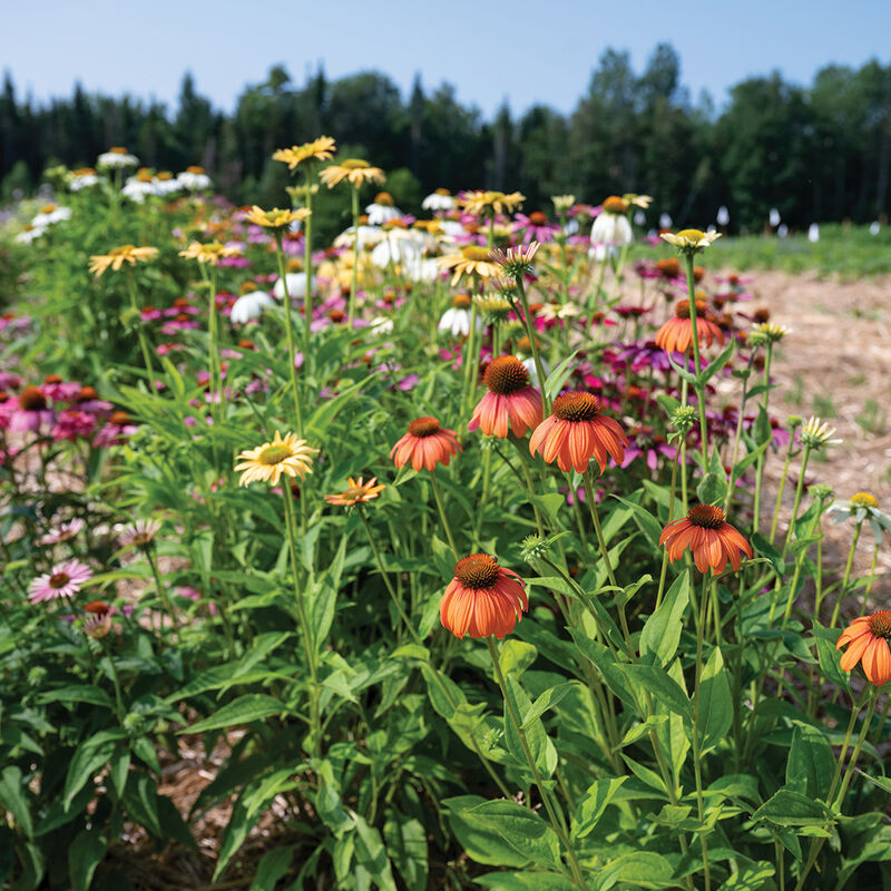 Paradiso Tall Mix – Echinacea Seed