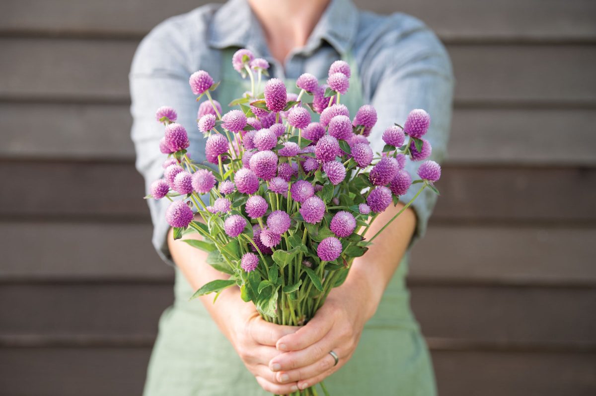 Audray Pink – Gomphrena Seed