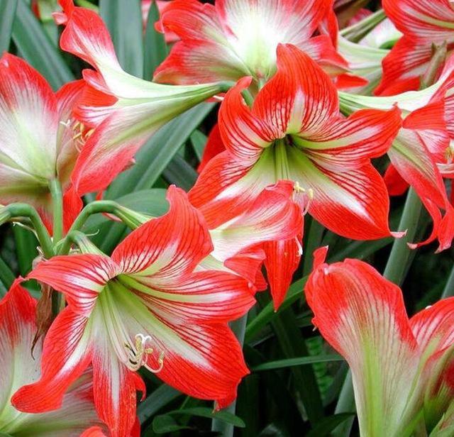 Rainbow Lily Seeds Potted Bonsai Plant Lily Flower Seeds