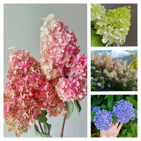 Vanilla Strawberry Panicle Hydrangea Mixed Color Seeds